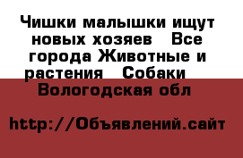   Чишки-малышки ищут новых хозяев - Все города Животные и растения » Собаки   . Вологодская обл.